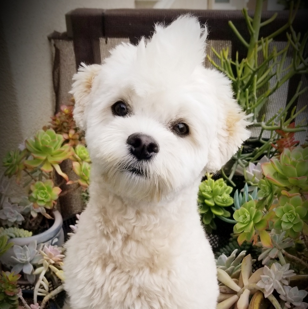 Meet your Posher, Jojo